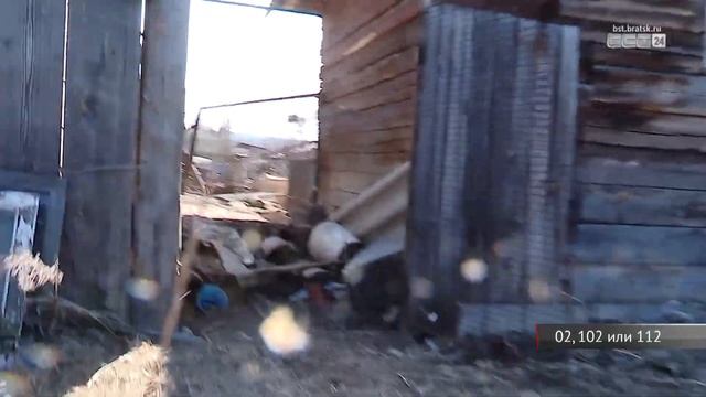 Медведь задрал корову в Братском районе смотреть онлайн