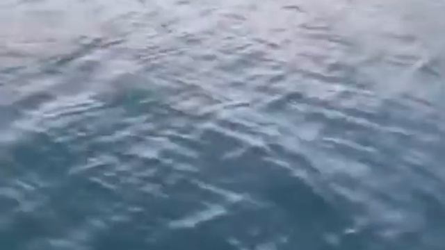 Морскому котику удалось чудом спастись от касатки смотреть онлайн