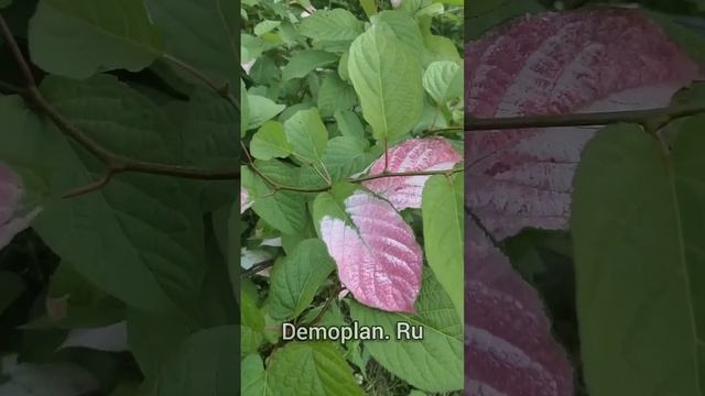 #актинидия #actinidia #shorts смотреть онлайн