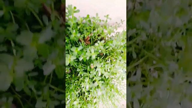 #brahmiplants смотреть онлайн