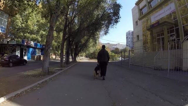 Союз Кинологов Донбасса, управляемая городская собака смотреть онлайн