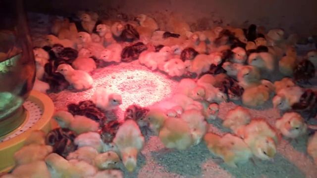 пополнение в нашей мини ферме .первый день жизни перепелов. смотреть онлайн