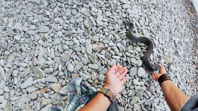 ANGRY SNAKE Bites Fearless Girl! смотреть онлайн