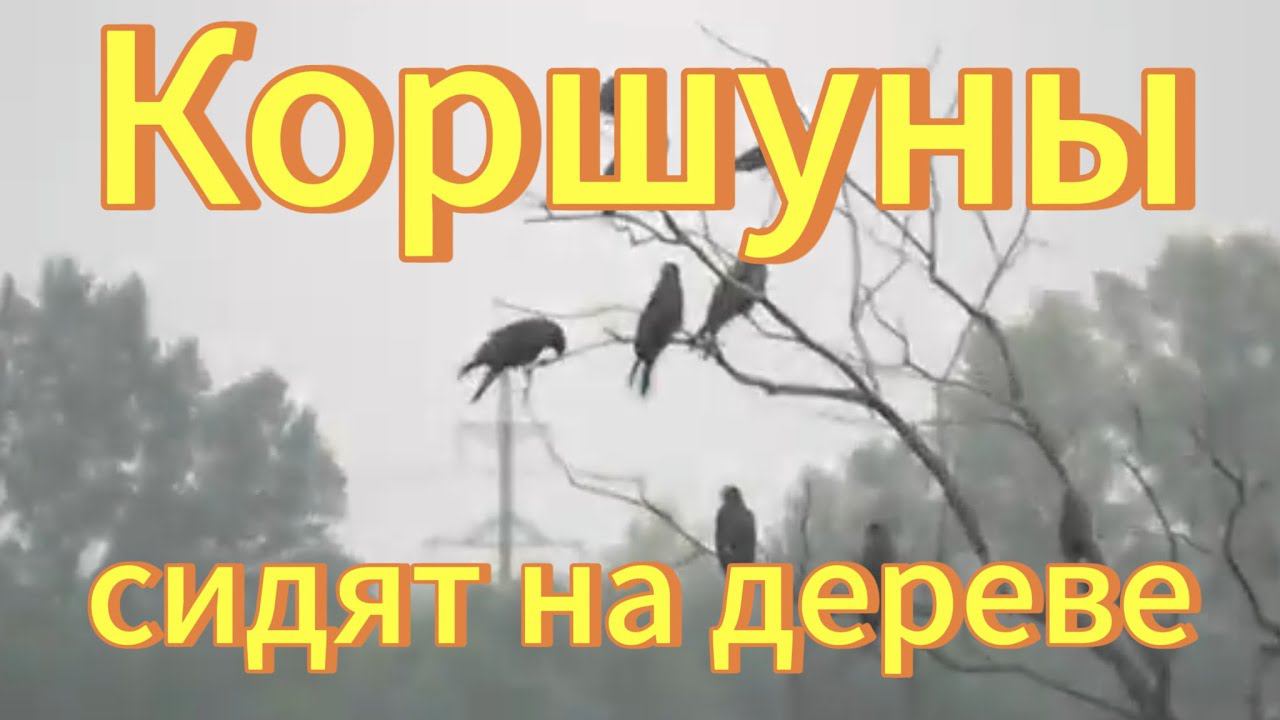 Коршун. Много коршунов сидят на дереве. Птицы Сибири. Пригород Новосибирска. Хищные птицы. смотреть онлайн