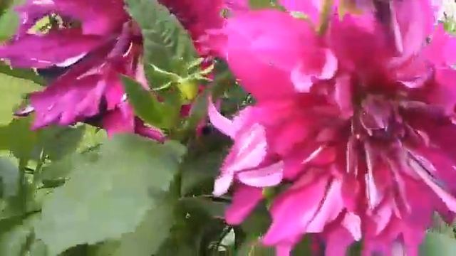 ВСПОМИНАЯ ЛЕТО. МОИ ГЕОРГИНЫ. Ч.1 #лето#георгины# смотреть онлайн