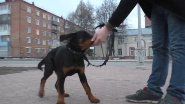 Щенок Ротвейлера Адель самая первая прогулка по городу смотреть онлайн