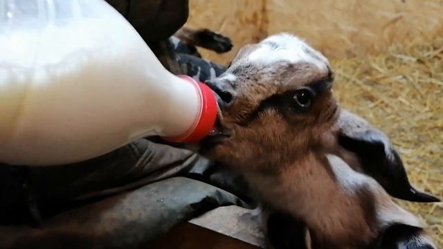 БУТЫЛКА СВОИМИ РУКАМИ | ВЫПОЙКА КОЗЛЯТ смотреть онлайн