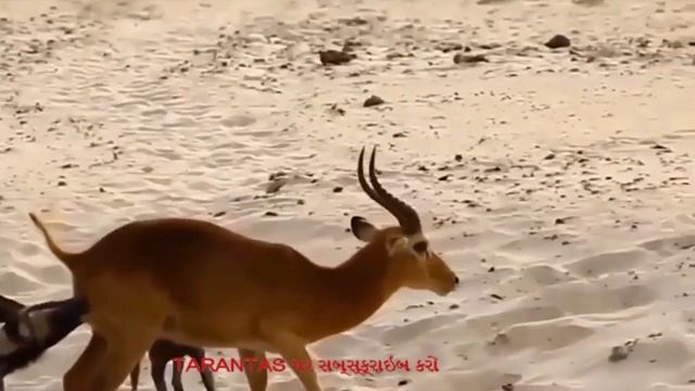 Охота на импалу. Impala hunting. Caça ao Impala.