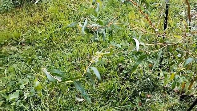 Ива в саду. Сорта ивы декоративной. Ивы уральской селекции.