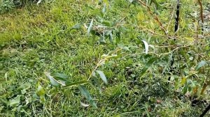 Ива в саду. Сорта ивы декоративной. Ивы уральской селекции.