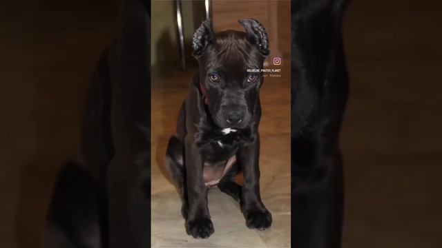 Красивая черно-бурая малышка в продаже ! #прайтер #pitbull#булли смотреть онлайн