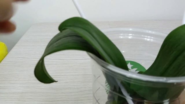호접란이 새 뿌리가 나오고 있어요.~~^^ Orchids. Phalaenopsis has a new roots. смотреть онлайн