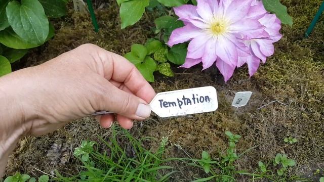 Опять не тот клематис . Клематис Темптейшн . Клематис Асао . Clematis Tembtation , Asao . смотреть онлайн