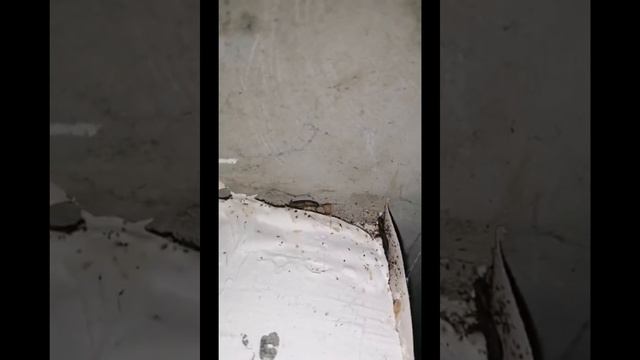 АРБАЛЕТ ОКСИ. Видео о работе геля в реальных условиях. Вместо тысячи слов! смотреть онлайн