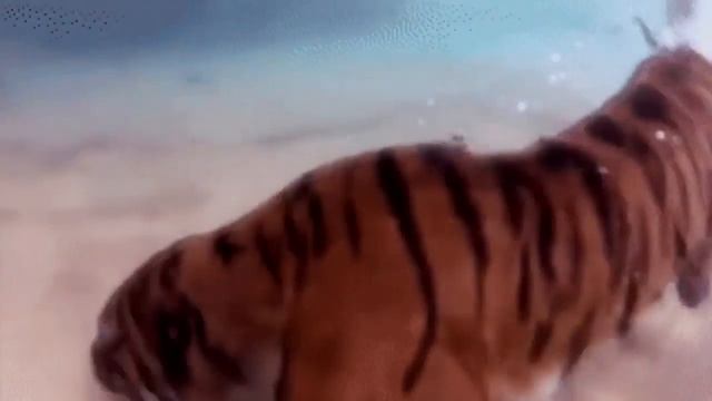 Больше не пойду на рыбалку Смешные короткие видео про животных и хозяев 720p смотреть онлайн