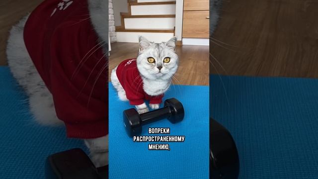 Как помочь котику похудеть #кот #кошка #short смотреть онлайн