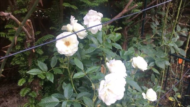 ICEBERG Fée des neige vid 1, Kordes (Germany) World's Favorite Rose, Climbing rose, rosier grimpant смотреть онлайн