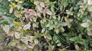 Формирую, путем обрезания,. куст бересклета.