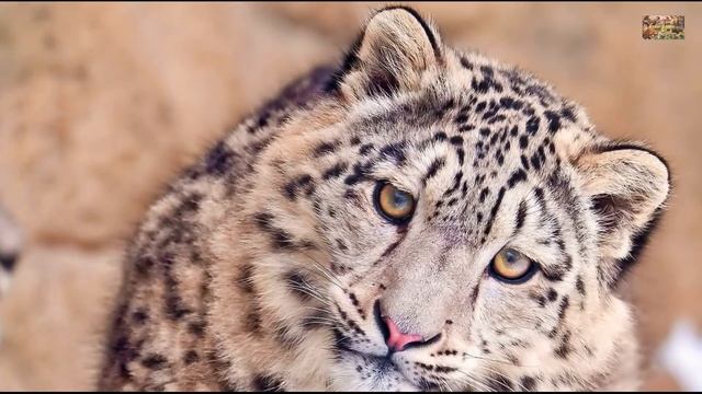 Животный мир земли. Дикие кошки. Род пантеры. Ирбис (snow leopard) смотреть онлайн