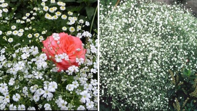 Посадите эти цветы с РОЗАМИ! Лучшие компаньоны роз в саду. смотреть онлайн