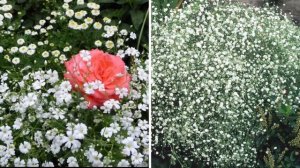 Посадите эти цветы с РОЗАМИ! Лучшие компаньоны роз в саду.