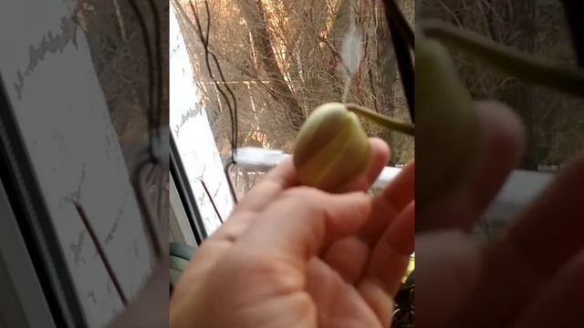 Белые орхидеи Sogo Yukidian и Hoodooa ,ищем отличия вместе смотреть онлайн