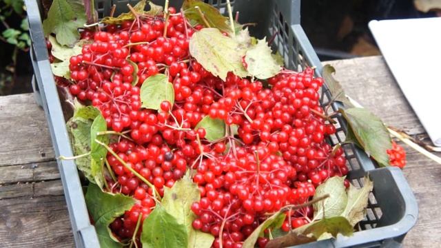 Калина "Таежные Рубины" - очень ранний и вкусный сорт калины красной смотреть онлайн