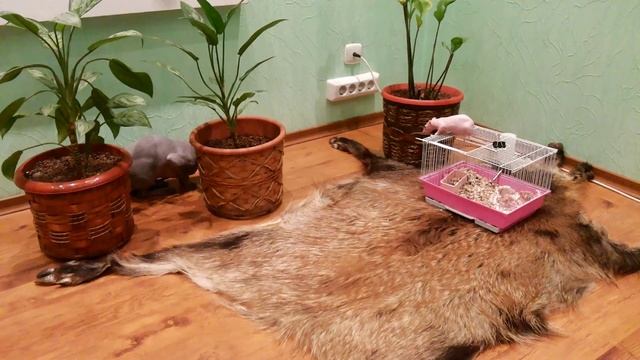 Крыса сфинкс против кота сфинкса. смотреть онлайн
