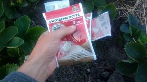 Чем обработать клубнику от вредителей.Земляничный клещ