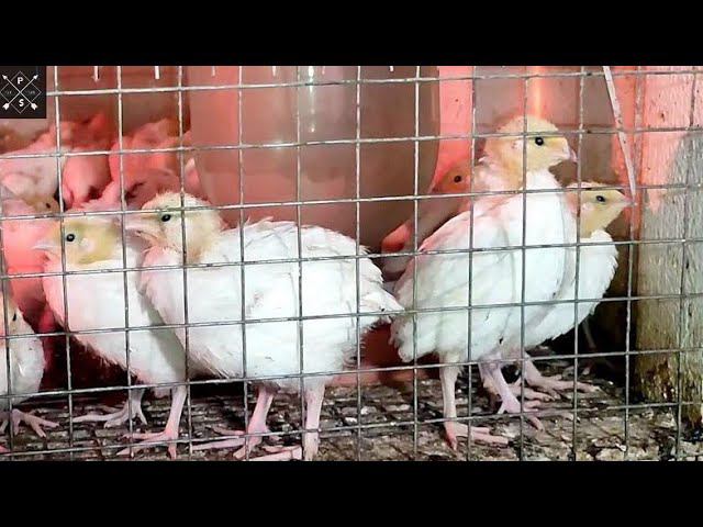 Перепел Белый гигант утяжеленный За две недели не узнать Растут как на дрожжах смотреть онлайн