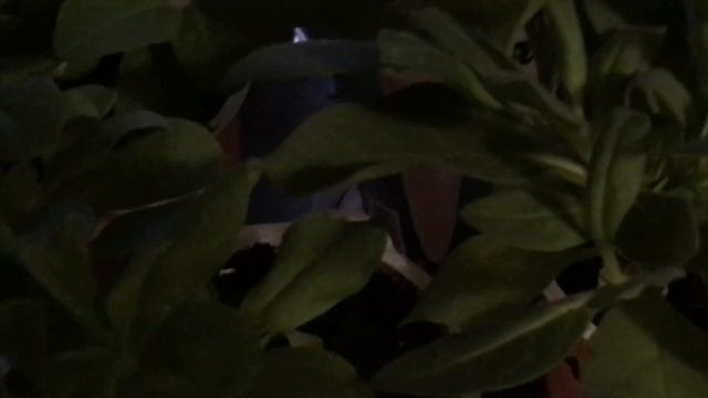 Как сохранить вегетативные петунии и колеусы зимой смотреть онлайн