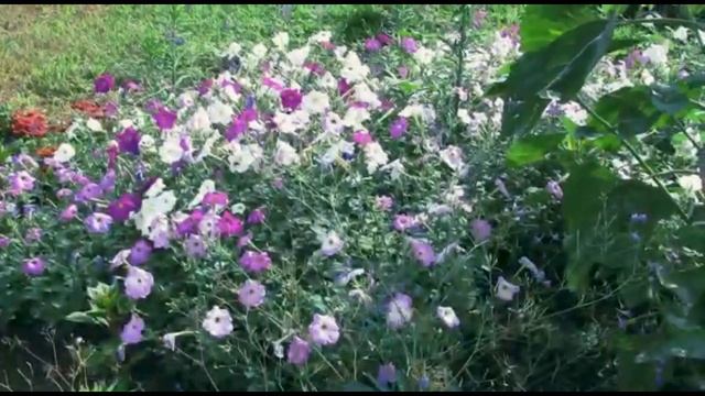 8 июля - День семьи, любви и верности смотреть онлайн