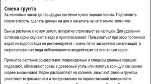 Аспарагус Выращивание и уход за аспарагусом в домашних условиях