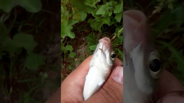 Пиявка Писцикола (Пиявка рыбья) (Пиявка Piscicola Geometra)