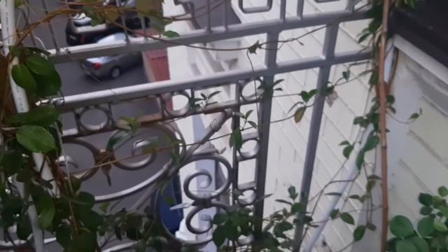 Что растет на моём балконе?/Лилии/Каллы,Амариллисы и другие смотреть онлайн