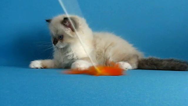 Dolce Gatto Double Rainbow FOR SALE! смотреть онлайн