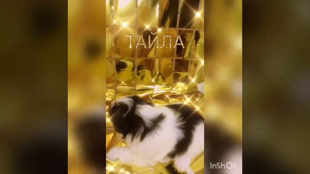 Золотульки Ши-тцу 2023. Самые лучшие хвостатые детки 🐶 смотреть онлайн