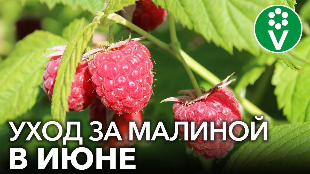 ЧТОБЫ МАЛИНЫ БЫЛО МНОГО, обязательно сделайте ЭТО в июне смотреть онлайн