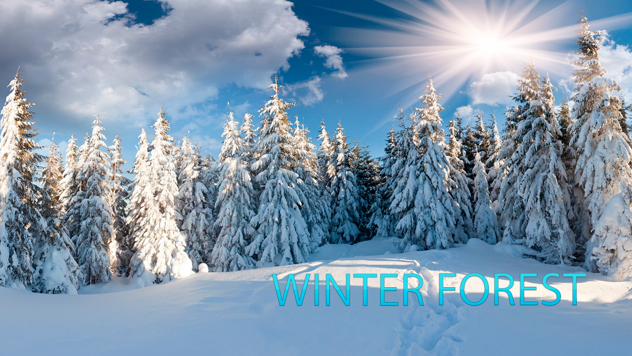 Зимний лес смотреть онлайн