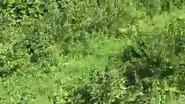 Цветёт малина! Сделайте это обязательно смотреть онлайн