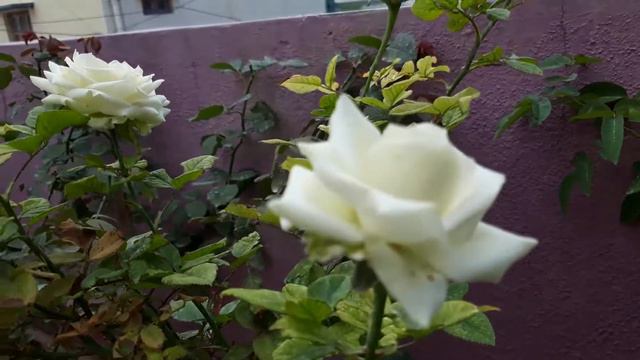 Monsoon Special Garden Tour - Monsoon Rain & Blooms #monsoon #keralaherbalcare