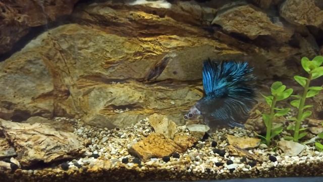 Аквапалюдариум для петушка. смотреть онлайн