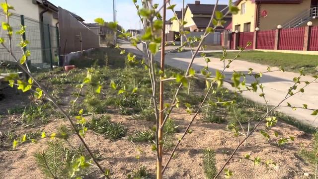 Когда сажать картофель? ? смотреть онлайн