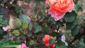 Плетистые розы 3.2 ч. Какие плетистые можно вести в шрабовой форме. Питомник ? и ? Е. Иващенко