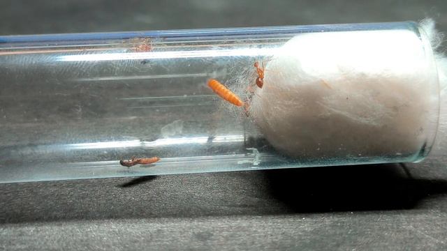 Обзор муравьёв Anoplolepis Gracilipes. #МуравьиЯрославль