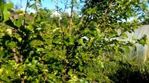 Шелковица в средней полосе? Это реально!!!