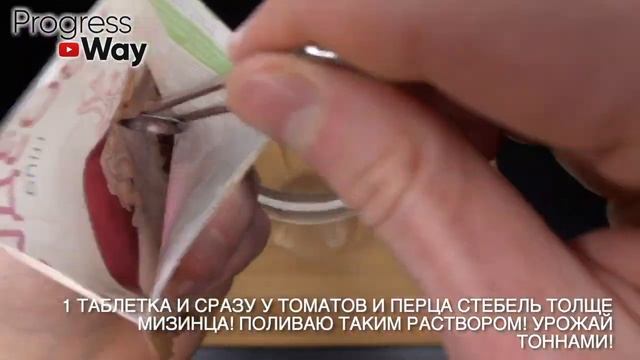 Никогда Не Сажайте Томаты и Перец Без Этого! Рассада крепкая и урожайная в 5 раз выше! 10 Рецепто смотреть онлайн