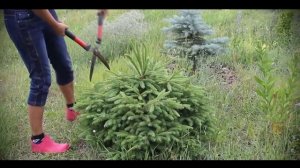 Стрижка ели обыкновенной и колючей