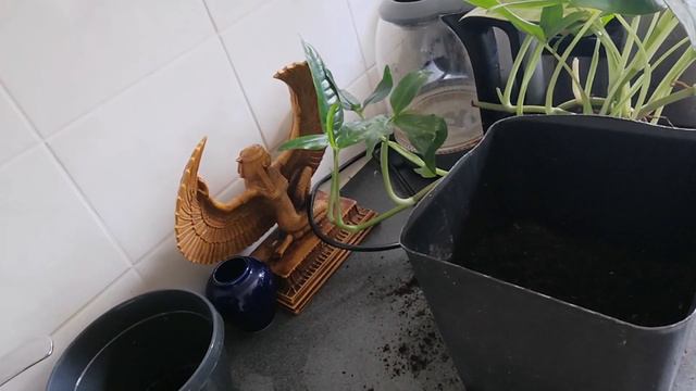 #السنجونيوم  #Syngonium المتسلق وكيفية رعايتة واكثارة