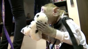 Домашние обезьянки